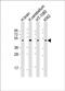 Dopamine Receptor D2 antibody, PA5-71958, Invitrogen Antibodies, Western Blot image 