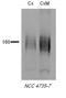 Solute Carrier Family 12 Member 3 antibody, NBP1-44270, Novus Biologicals, Western Blot image 