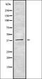 Cell division cycle protein 123 homolog antibody, orb337166, Biorbyt, Western Blot image 