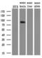 Arachidonate 15-Lipoxygenase antibody, NBP2-01740, Novus Biologicals, Western Blot image 