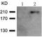 Renal carcinoma antigen NY-REN-26 antibody, TA322767, Origene, Western Blot image 