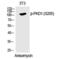 Protein Kinase D1 antibody, PA5-40259, Invitrogen Antibodies, Western Blot image 