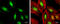 Myocyte Enhancer Factor 2C antibody, GTX105433, GeneTex, Immunofluorescence image 