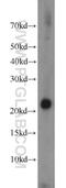 Proteasome subunit beta type-8 antibody, 14859-1-AP, Proteintech Group, Western Blot image 