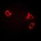 Gap Junction Protein Alpha 5 antibody, orb10483, Biorbyt, Immunofluorescence image 