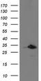 Phenylethanolamine N-Methyltransferase antibody, TA502820, Origene, Western Blot image 