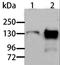 Ro antibody, LS-C404479, Lifespan Biosciences, Western Blot image 
