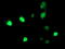 Histone Deacetylase 1 antibody, TA502193, Origene, Immunofluorescence image 