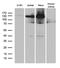 SPT16 Homolog, Facilitates Chromatin Remodeling Subunit antibody, LS-C799661, Lifespan Biosciences, Western Blot image 