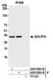Golgi Phosphoprotein 3 antibody, A305-839A-M, Bethyl Labs, Immunoprecipitation image 