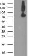 Zinc Finger BED-Type Containing 1 antibody, TA505045S, Origene, Western Blot image 