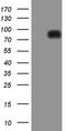 Phosphatidate phosphatase LPIN1 antibody, MA5-26779, Invitrogen Antibodies, Western Blot image 
