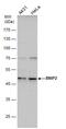 BCL2 Interacting Protein 2 antibody, PA5-29977, Invitrogen Antibodies, Western Blot image 