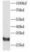 FKBP Prolyl Isomerase 7 antibody, FNab03148, FineTest, Western Blot image 
