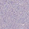 Purinergic Receptor P2Y13 antibody, HPA049047, Atlas Antibodies, Immunohistochemistry frozen image 