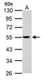 ERCC Excision Repair 6 Like 2 antibody, GTX125944, GeneTex, Western Blot image 
