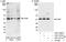 Caveolae Associated Protein 1 antibody, A301-271A, Bethyl Labs, Immunoprecipitation image 