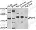 11-cis retinol dehydrogenase antibody, A8055, ABclonal Technology, Western Blot image 