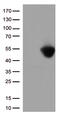 PD-L1 antibody, TA812995S, Origene, Western Blot image 