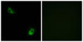 Formyl Peptide Receptor 3 antibody, abx015243, Abbexa, Western Blot image 