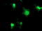 Protein Arginine Methyltransferase 2 antibody, LS-C173351, Lifespan Biosciences, Immunofluorescence image 