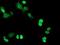 Replication Termination Factor 2 antibody, NBP2-03584, Novus Biologicals, Immunofluorescence image 