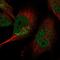Protein lin-37 homolog antibody, HPA047809, Atlas Antibodies, Immunofluorescence image 