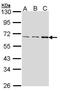 Fas-activated serine/threonine kinase antibody, PA5-28671, Invitrogen Antibodies, Western Blot image 