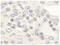 Zinc Finger Protein 592 antibody, NB100-74657, Novus Biologicals, Immunohistochemistry paraffin image 