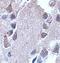 Acyl-CoA Thioesterase 7 antibody, orb77409, Biorbyt, Immunohistochemistry paraffin image 