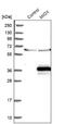 Myo-Inositol Oxygenase antibody, NBP2-31976, Novus Biologicals, Western Blot image 