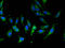 Importin 13 antibody, A62790-100, Epigentek, Immunofluorescence image 