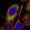 Spermatogenesis And Centriole Associated 1 Like antibody, NBP1-90940, Novus Biologicals, Immunofluorescence image 