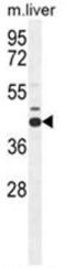Adenosylhomocysteinase antibody, AP50117PU-N, Origene, Western Blot image 