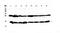 Galectin 1 antibody, A00470, Boster Biological Technology, Western Blot image 
