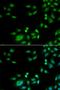 Polyadenylate-binding protein 4 antibody, orb373317, Biorbyt, Immunofluorescence image 