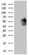 Forkhead Box Q1 antibody, NBP2-45736, Novus Biologicals, Western Blot image 