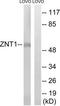 Solute Carrier Family 30 Member 1 antibody, TA314698, Origene, Western Blot image 