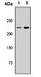 Probable E3 ubiquitin-protein ligase TRIP12 antibody, orb412936, Biorbyt, Western Blot image 