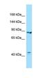 Importin 8 antibody, orb331323, Biorbyt, Western Blot image 