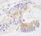 Echinoderm microtubule-associated protein-like 4 antibody, IHC-00568, Bethyl Labs, Immunohistochemistry frozen image 