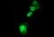 SIVA1 Apoptosis Inducing Factor antibody, NBP2-45850, Novus Biologicals, Immunofluorescence image 