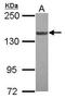 Serine/Threonine Kinase 10 antibody, PA5-29404, Invitrogen Antibodies, Western Blot image 