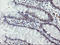 Zinc Finger BED-Type Containing 1 antibody, LS-C337798, Lifespan Biosciences, Immunohistochemistry paraffin image 