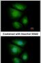 Ring Finger Protein 13 antibody, PA5-28455, Invitrogen Antibodies, Immunofluorescence image 