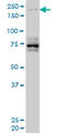 Helicase With Zinc Finger antibody, LS-C134010, Lifespan Biosciences, Western Blot image 