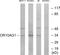 Olfactory Receptor Family 10 Subfamily AG Member 1 antibody, LS-C199348, Lifespan Biosciences, Western Blot image 