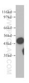 Succinate-CoA Ligase ADP-Forming Beta Subunit antibody, 12627-1-AP, Proteintech Group, Western Blot image 