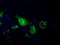Pantothenate kinase 2, mitochondrial antibody, TA501321, Origene, Immunofluorescence image 