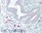 MID1 antibody, 45-897, ProSci, Western Blot image 